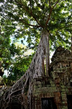 View of the beautiful famous temple of Ta Prhom, Angkor, Cambodia