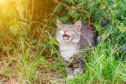 The tabby cat is lying in the grass. House cat on a walk. Beautiful cat for the cover. The range of the animal. Grey tabby The cat meows