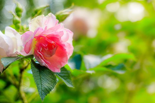 Shrub rose greeting card copy space. Beautiful flower copy space. Pink rose shrub. Park and garden flowers. Botany. Greeting card concept. The concept of flower for printed products