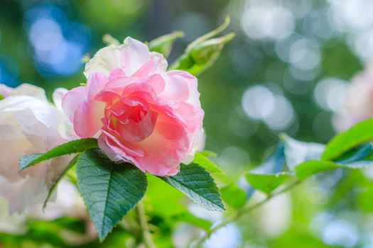 Shrub rose greeting card copy space. Beautiful flower copy space. Pink rose shrub. Park and garden flowers. Botany. Greeting card concept. The concept of flower for printed products