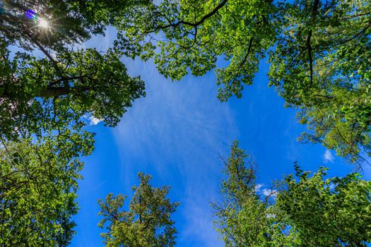 Frame green tree branches against the blue sky. Natural nature trees and blue sky. Copy space. Tree branch. Green leaves on a branch