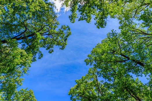 Frame green tree branches against the blue sky. Natural nature trees and blue sky. Copy space. Tree branch. Green leaves on a branch