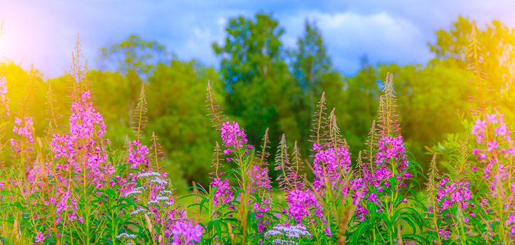 Wild flowers Ivan-tea a lot . Field of summer flowers. Pink flowers. Flower banner . Summer picture with flowers . Summer season . Photos for product design