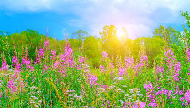 Wild flowers Ivan-tea a lot . Field of summer flowers. Pink flowers. Flower banner . Summer picture with flowers . Summer season . Photos for product design