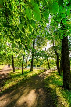 Green alley of the Park . City park. Tall green trees. Nature.