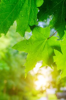 Green leaves on a tree after rain . The branch is green. Water drops on a leaf. Fresh after the rain. Summer bad weather. Background leaves green rain.