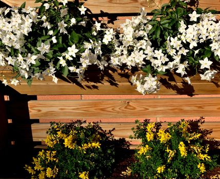 Closeup of a planter with beautiful white jasmine nightshade and yellow genista flowers