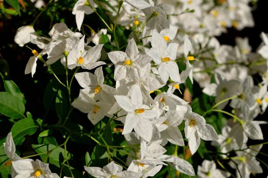 Closeup of the beautiful white jasmine nightshade flowers