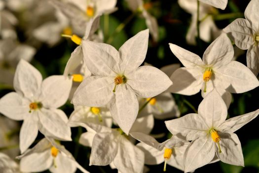 Closeup of the beautiful white jasmine nightshade flowers