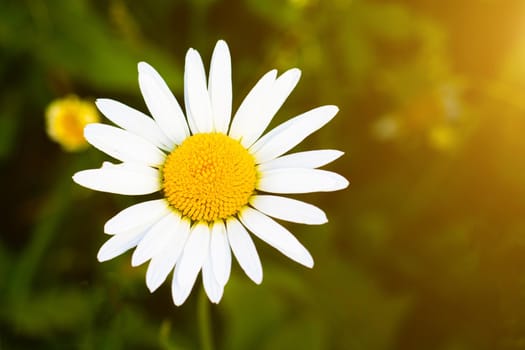 Chamomile on a blurred background with light . One flower is opened to the camera. Wild flower. Copy space. Medicinal flower. Daisies in the field. Likes not likes. Beautiful white flower .