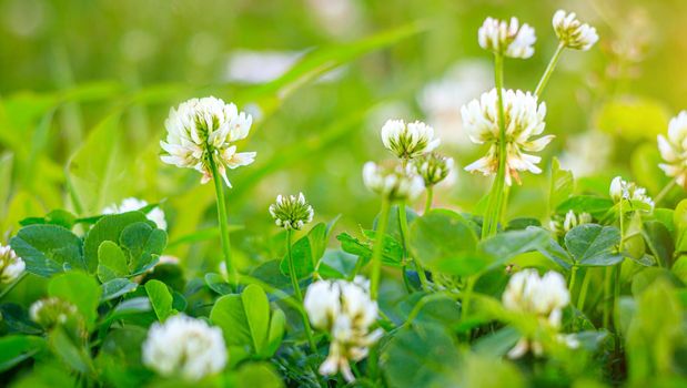 Clover copy space . Wild flower. Summer glades. Beautiful wildflowers with space for text. Light on the photo. Hello summer