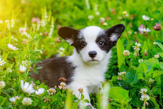 The dog is a Corgi puppy in the grass . The puppy sits in the grass and looks at the camera. A pet. Beautiful cute dog. The concept of a photo dog for printed products. Black and white Corgi color