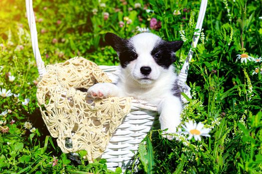 A Corgi puppy is sitting in a wicker basket on the grass . Puppy in the basket. The concept of a cute dog for printed products. Baby Corgi. Black and white color. Beautiful little dog. A pet. pet in the basket