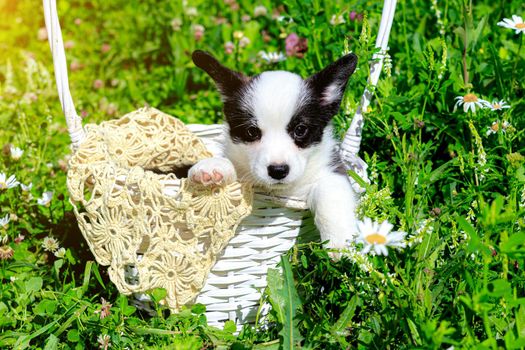 A Corgi puppy is sitting in a wicker basket on the grass . Puppy in the basket. The concept of a cute dog for printed products. Baby Corgi. Black and white color. Beautiful little dog. A pet. pet in the basket