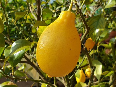 Closeup of a lemon fruit and some lemon trees