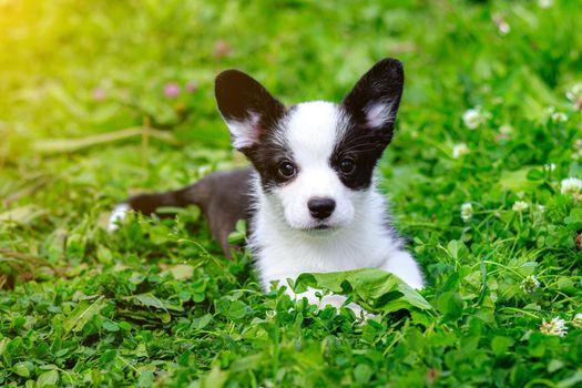 Puppy Welsh Corgi cardigan is lying on the grass. A pet. A beautiful thoroughbred dog. The concept of the artwork for printed materials. Article about dogs. A small puppy on a walk . Corgi dog. Black and white color of the dog