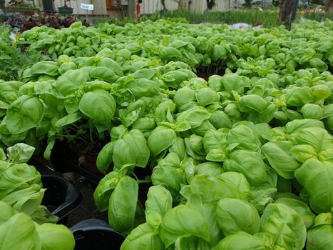 A closeup of many delicious basil plants for tasty dishes