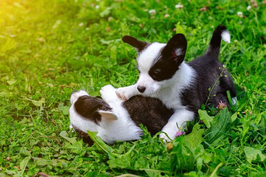 Corgi puppies play on the grass . Puppies on the grass. The game animals. Pets. Dog walking. Black and white color
