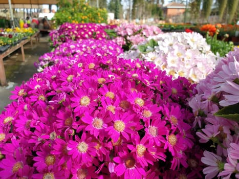 A closeup of the beautiful daisy flowers for the spring