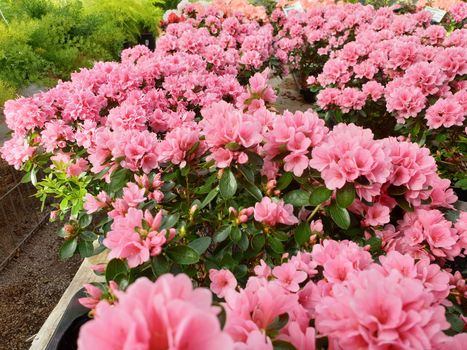 A closeup of many azalea plants in the spring season