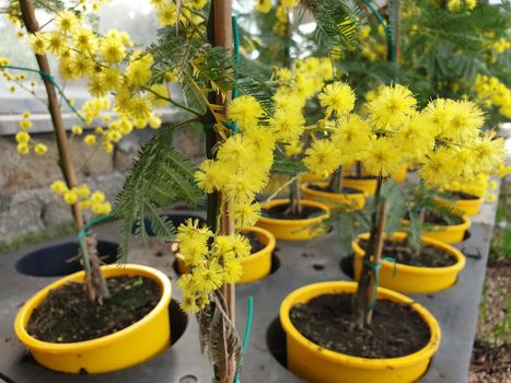 A closeup of the beautiful mimosa flower for the international's women day