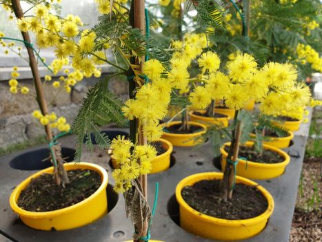 A closeup of the beautiful mimosa flower for the international's women day