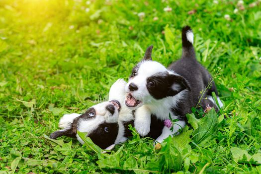Corgi puppies play on the grass . Puppies on the grass. The game animals. Pets. Dog walking. Black and white color