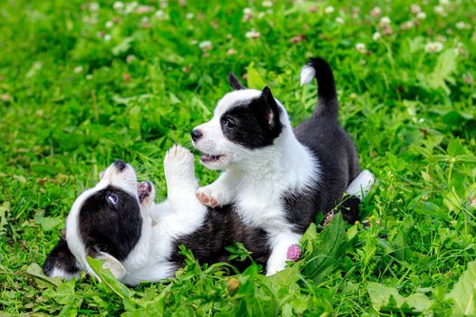 Corgi puppies play on the grass . Puppies on the grass. The game animals. Pets. Dog walking. Black and white color