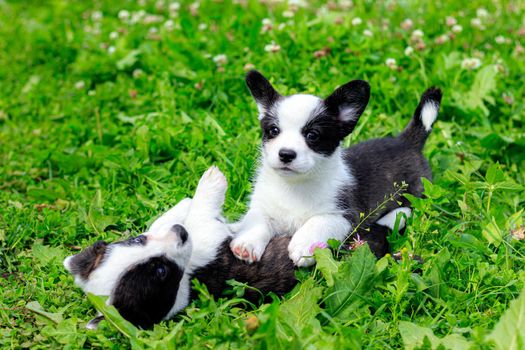 Corgi puppies play on the grass . Puppies on the grass. The game animals. Pets. Dog walking. Black and white color