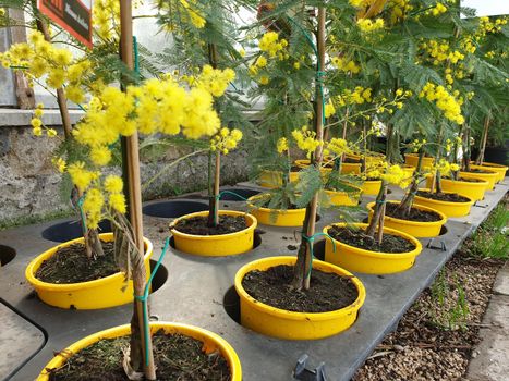 A closeup of the beautiful mimosa flower for the international's women day