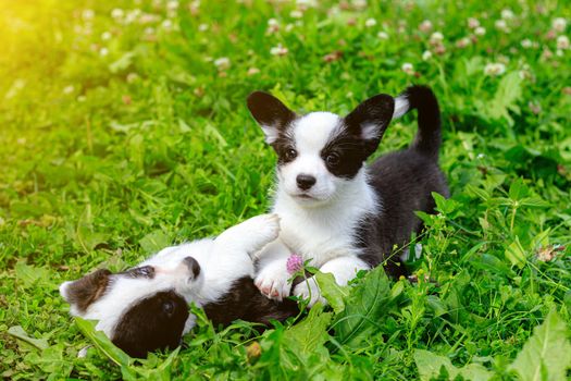 Corgi puppies play on the grass . Puppies on the grass. The game animals. Pets. Dog walking. Black and white color