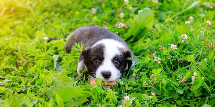 Puppy Welsh Corgi cardigan is lying on the grass. A pet. A beautiful thoroughbred dog. The concept of the artwork for printed materials. Article about dogs. A small puppy on a walk . Corgi dog. Black and white color of the dog