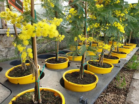 A closeup of the beautiful mimosa flower for the international's women day