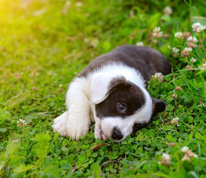 Puppy Welsh Corgi cardigan is lying on the grass. A pet. A beautiful thoroughbred dog. The concept of the artwork for printed materials. Article about dogs. A small puppy on a walk . Corgi dog. Black and white color of the dog