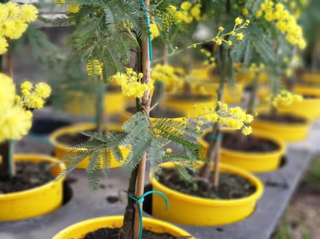 A closeup of the beautiful mimosa flower for the international's women day