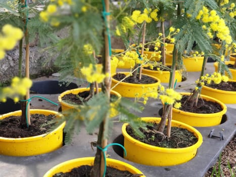 A closeup of the beautiful mimosa flower for the international's women day