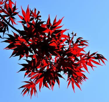 Closeup of the red leaves of a freshly sprouted Japanese acer palmatum, illuminated by the spring sun