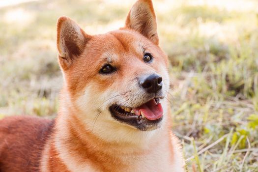 Akita inu dog on a walk in the Park . Beautiful dog. Summer walk with the dog. Dog on the grass. photo concept for printed products. A pet