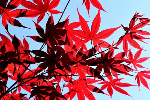 Closeup of the red leaves of a freshly sprouted Japanese acer palmatum, illuminated by the spring sun