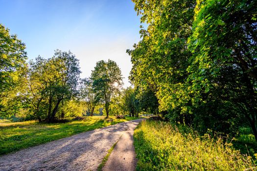 Green alley of the Park . City park. Tall green trees. Nature.