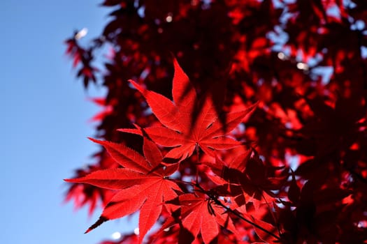 Closeup of the red leaves of a freshly sprouted Japanese acer palmatum, illuminated by the spring sun