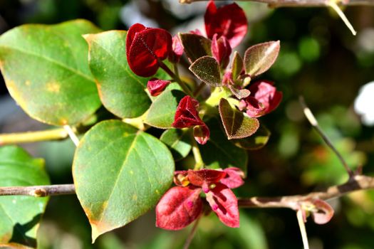 A closeup of freshly blossomed bougainvillea flowers, illuminated by the spring sun