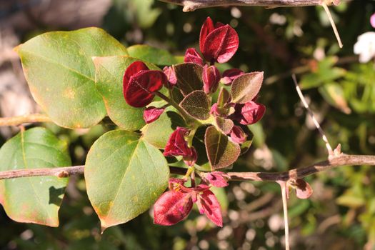 A closeup of freshly blossomed bougainvillea flowers, illuminated by the spring sun