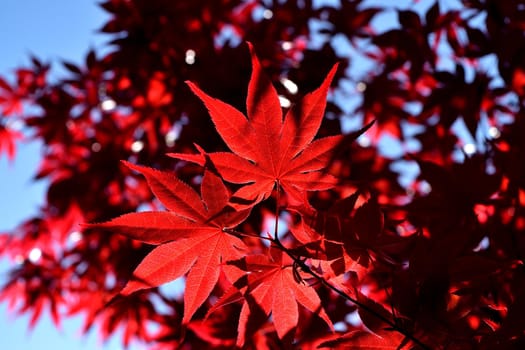 Closeup of the red leaves of a freshly sprouted Japanese acer palmatum, illuminated by the spring sun