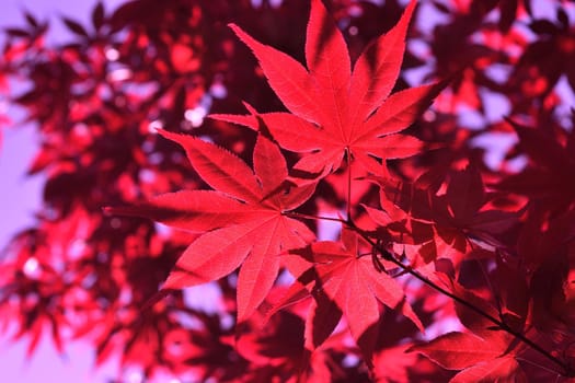 Closeup of the red leaves of a freshly sprouted Japanese acer palmatum, illuminated by the spring sun
