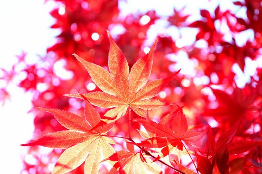 Closeup of the red leaves of a freshly sprouted Japanese acer palmatum, illuminated by the spring sun