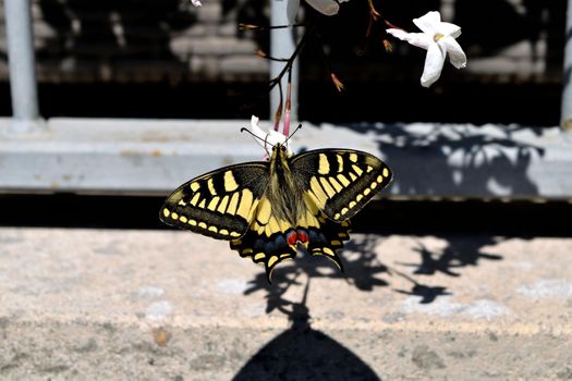 Closeup of a wonderful butterfly Papilio Machaon while feeding on nectar from jasmine flowers