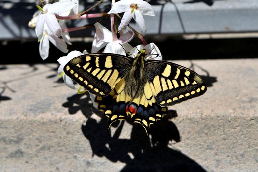 Closeup of a wonderful butterfly Papilio Machaon while feeding on nectar from jasmine flowers