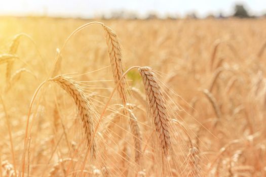 Field with wheat ears . The spikelets lowered their heads. The Mature crop. Harvest. Wheat. Advertising bread. Advertising kvass. Beautiful photo of wheat crops. Agricultural products.