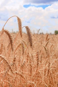 Field with wheat ears . The spikelets lowered their heads. The Mature crop. Harvest. Wheat. Advertising bread. Advertising kvass. Beautiful photo of wheat crops. Agricultural products.